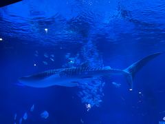 -烟台海昌鲸鲨海洋公园