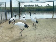 -盐城丹顶鹤湿地生态旅游区