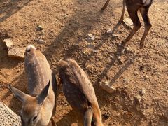 -石家庄市动物园