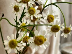 -玲婧胡同·生日蛋糕·餐厅(嘉里城店)