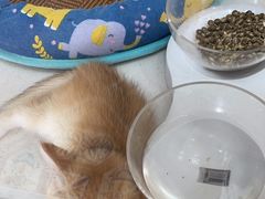 -糯米喵星人总部直营旗舰店·猫舍·幼猫出售