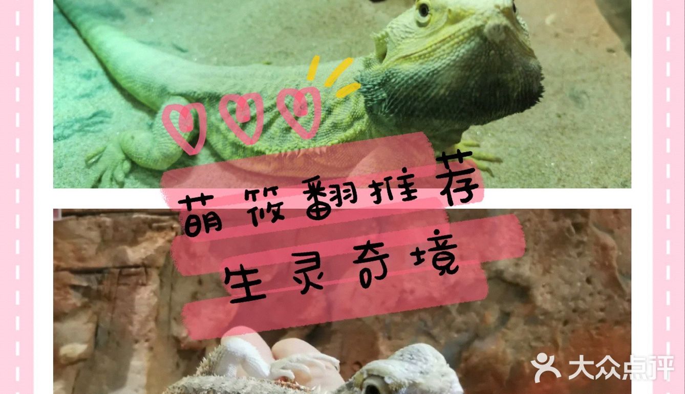 夏日里来生灵奇境观看小动物