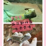 夏日里来生灵奇境观看小动物