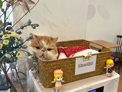 -有猫主题·治愈系猫咖(曾厝垵店)