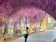 -大塘金香草谷