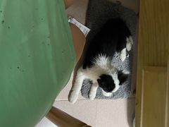 -美联众合动物医院·24h转诊中心