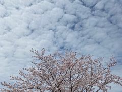 -高东镇樱花园