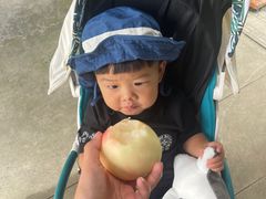 -老袁家蜜桃农场·阳山水蜜桃