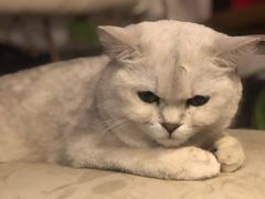 -平行世界·猫咖(首经贸店)