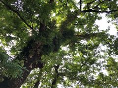 -江西龙虎山景区
