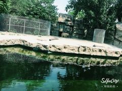 北极熊准备下水-北京动物园