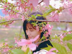 -天适樱花悠乐园