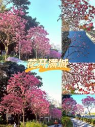 -宝生月子中心(独栋园林·福田店)