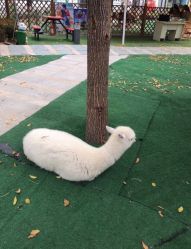 -萌宠亲子动物乐园(槐房万达店)