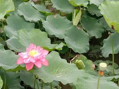 -荔湾湖公园