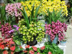 -双季花艺园艺市场(浦东店)