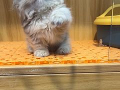 -欣宠猫屋·矮脚拿破仑·蓝金金渐层