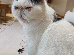 -藏猫猫咖啡主题馆(中央大道店)