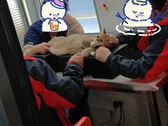 -伟伟宠物医院·CT影像中心·瑞派犬猫综合性门诊(汉口总院)