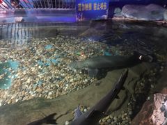 -无锡海洋馆