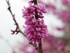 -重庆中央公园(渝北区)