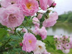 -沣东·沣河生态景区