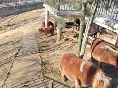 -石家庄市动物园