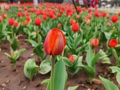 -鸡鸣汤包(广东路店)