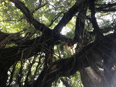 -小洲村