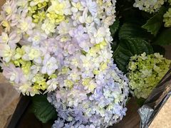 -双季花艺园艺市场(浦东店)