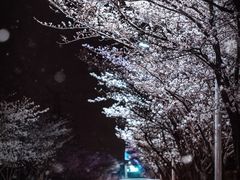-高东镇樱花园