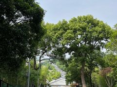 -上海佘山国家森林公园西佘山园