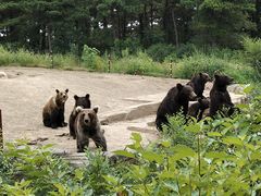 -沈阳森林动物园