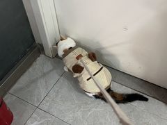 -中农国际动物医院24小时·猫科·骨科·急重症中心