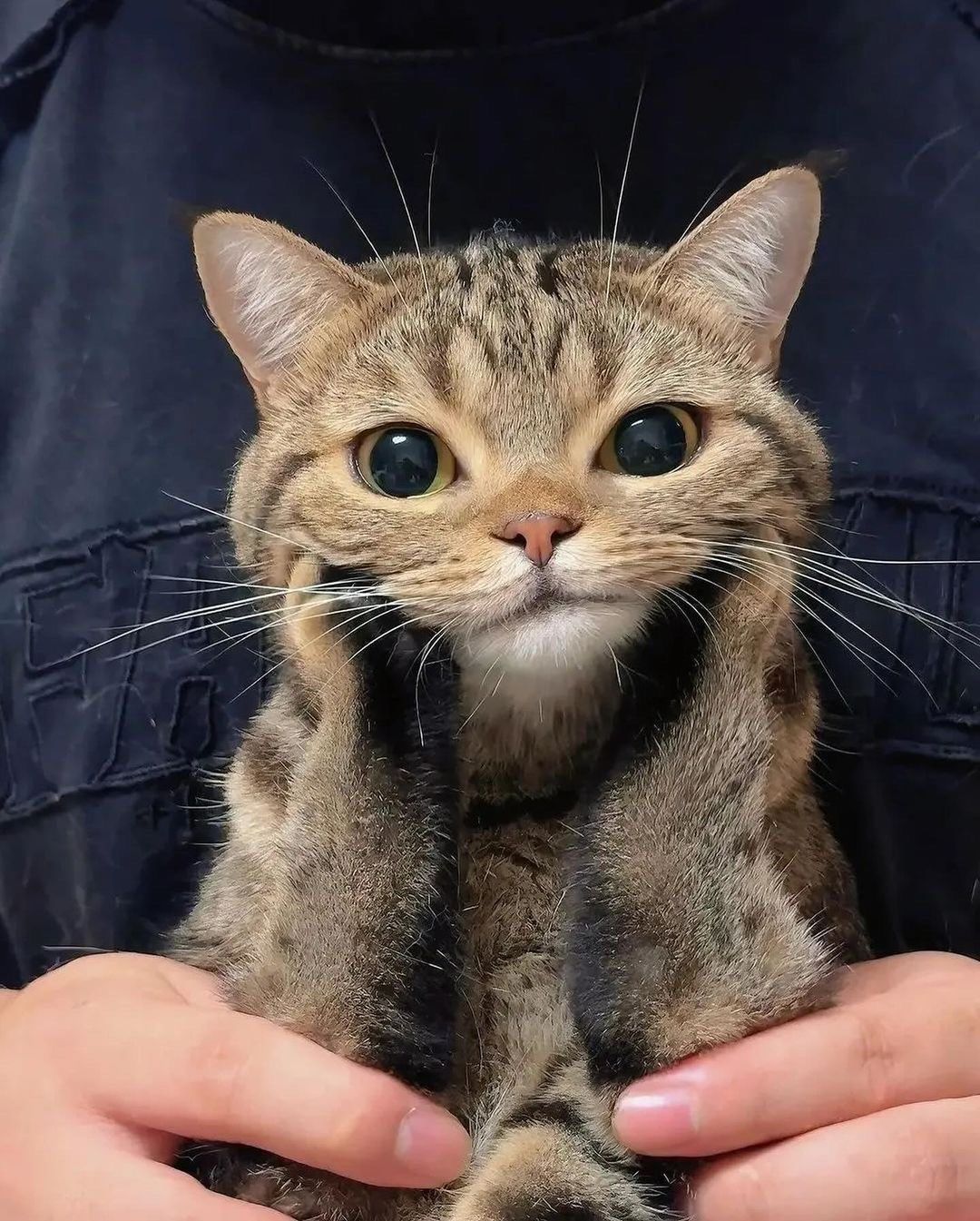 微笑的猫咪治愈系