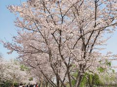 -长田漾湿地公园