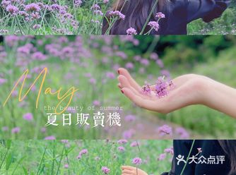 宜春小众拍照地‍♀️｜紫色马鞭草的浪漫