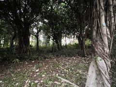 -福田红树林生态公园