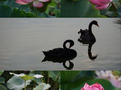 -成都南湖公园