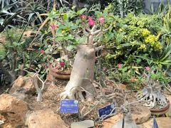 -国家植物园南园