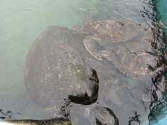 -硇洲岛旅游区