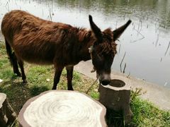 -华西村