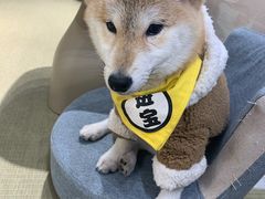 -逗柴咖啡屋·狗咖猫咖宠物桌游