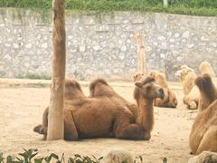 -石家庄市动物园