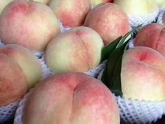 -老袁家蜜桃农场·阳山水蜜桃