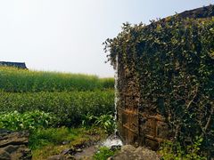 -桑洲油菜花景区