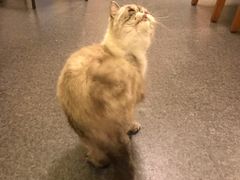 -猫色咖啡·猫咖