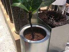 -幸运咖(公园茂直营店)