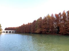 -上海海湾国家森林公园