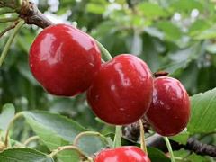 -樱桃山旅游景区